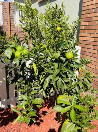 Photo #5: 41017016 Listing