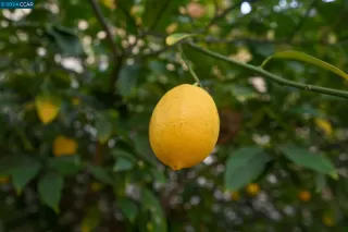 Photo #3: 41050832 Listing