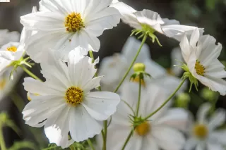 Photo #3: 41071975 Listing 