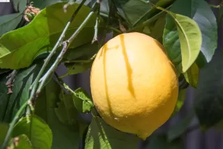 Photo #6: 41071975 Listing 