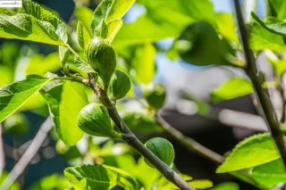 Photo #5: 41094919 Listing 