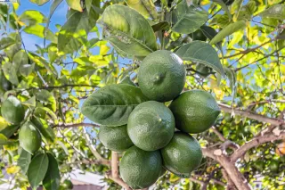 Photo #1: 41110980 Listing