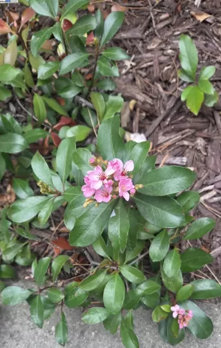 Photo #2: 41117342 Listing