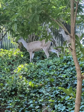 Photo #1: 41122757 Listing 