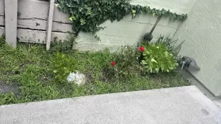 Photo #1: 41123322 Listing 