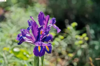 Photo #2: 41127612 Listing 