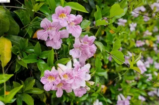 Photo #5: 41129230 Listing 