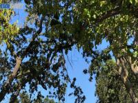 More Details about MLS # 41002998 : 1290 OCASO CAMINO